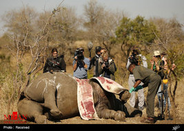 شکار غیرقانونی در آفریقا