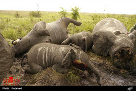 شکار غیرقانونی در آفریقا