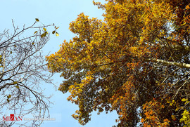 پاییز در قم 