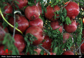 جشنواره انار، میوه قرآنی در مصلی تهران