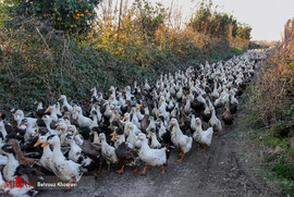 پرورش غاز و اردک - مازندران