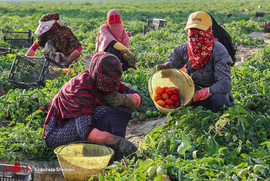 
آغاز برداشت گوجه فرنگی از مزارع جنوب کشور
