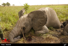شکارچیان فیل در آفریقا