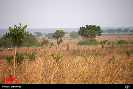 شکارچیان فیل در آفریقا
