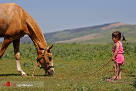 چهاردهمین جشنواره ملی اسب اصیل ترکمن