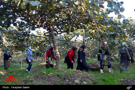 برداشت کیوی در مازندران