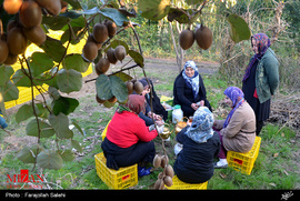 برداشت کیوی در مازندران
