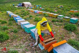 پرورش زنبور عسل در بجنورد