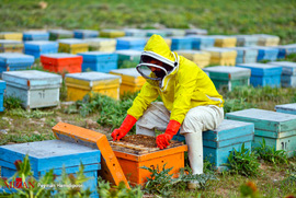 پرورش زنبور عسل در بجنورد
