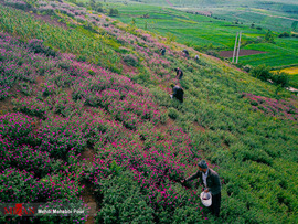 برداشت گل گاو زبان در مازندران