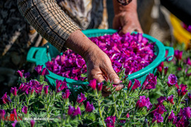 برداشت گل گاو زبان در مازندران