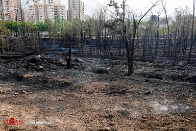 بقایای آتش سوزی شب گذشته پارک چیتگر