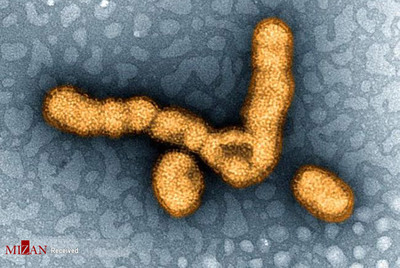 ویروس بیماری آنفلوانزا