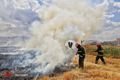 آتش سوزی مزارع جو - همدان