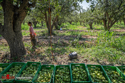 باغی برای تمام فصول - باغ سیب مهرشهر، مهم‌ترین نماد سبز شهر کرج