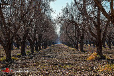 باغی برای تمام فصول - باغ سیب مهرشهر، مهم‌ترین نماد سبز شهر کرج