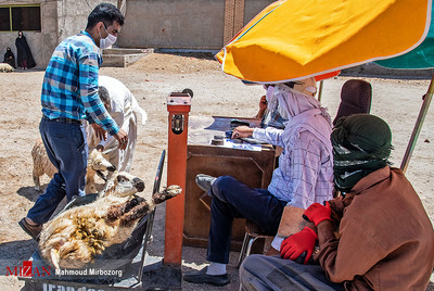 رونق دوچندان بازار فروش دام در آستانه عید قربان - زاهدان