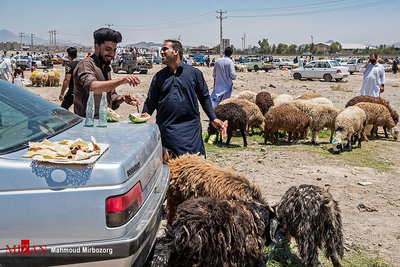 رونق دوچندان بازار فروش دام در آستانه عید قربان - زاهدان