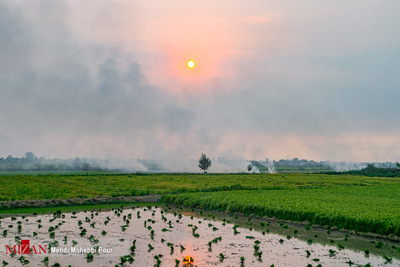 هرساله با فرا رسیدن فصل برداشت برنج عده‌ای از کشاورزان برای سود بیشتر و کشت دوم اقدام به آتش زدن زمین‌های کشاورزی می‌کنند