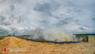 هرساله با فرا رسیدن فصل برداشت برنج عده‌ای از کشاورزان برای سود بیشتر و کشت دوم اقدام به آتش زدن زمین‌های کشاورزی می‌کنند