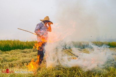 آتش زدن زمین‌های کشاورزی
