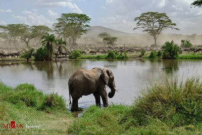 پارک ملی سرنگتی- تانزانیا
