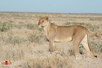پارک ملی اتوشا - آفریقا ، نامیبیا