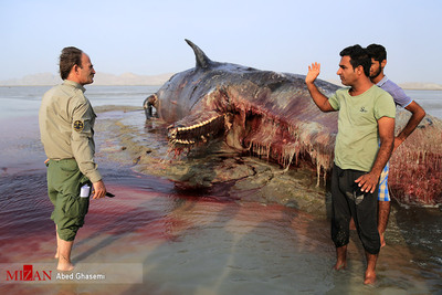 لاشه نهنگ در ساحل سیریک - هرمزگان