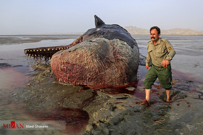 لاشه نهنگ در ساحل سیریک - هرمزگان