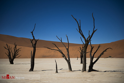 جنگل «Deadvlei» یا تالاب مرده در نامیبیا