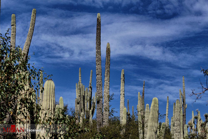 جنگل کاکتوس ها در مکزیک