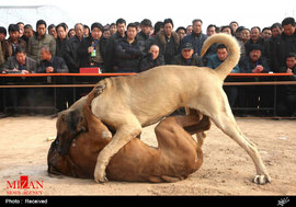 مبارزه سگ ها در چین