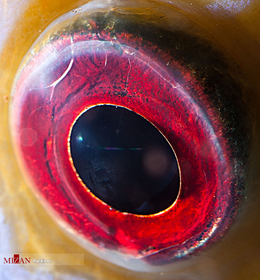 چشم ماهی