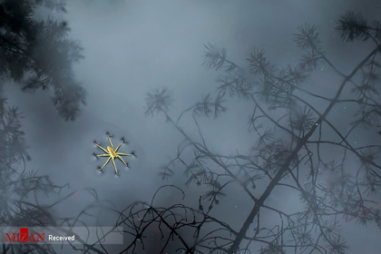 عکاس : سوتلانا ایواننکو - یک عنکبوت شناور که در استخری باتلاقی به دنبال طعمه است / پارک ملی روسیه