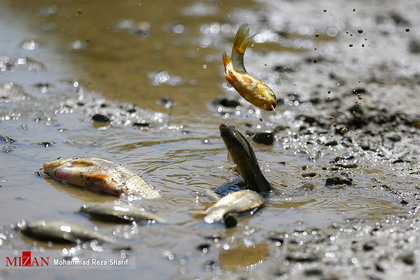 مرگ ماهی‌های زاینده رود