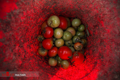 برداشت گوجه فرنگی - سنندج