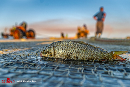 صید ماهی استخوانی - مازندران