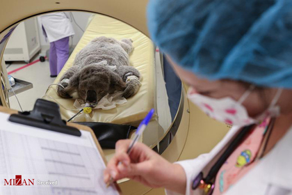 نجات کوالایی بنام والی که توسط فعالان حقوق حیوانات در بیمارستان سیدنی در حال درمان است