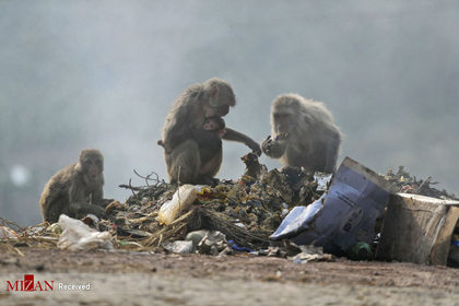 میمون ها در میان زباله ها دنبال غذا می گردند، هند.
