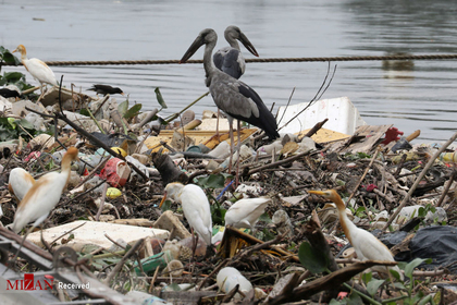 پرندگان در زباله های نزدیک رودخانه ای در مالزی پرسه می زنند.
