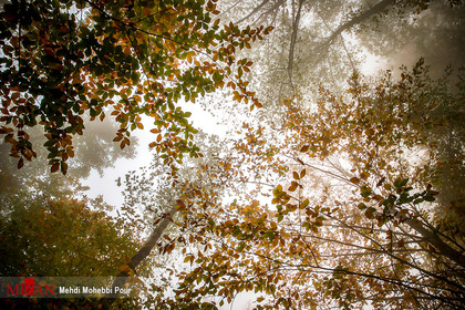 طبیعت پاییزی جنگل های مازندران
