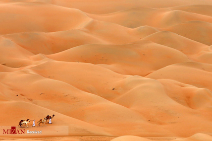 مردان با شترهایشان از صحرای حمیم در ابوظبی عبور می کنند
