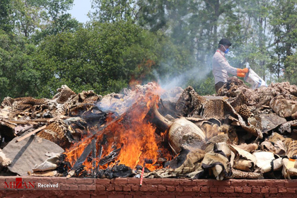 کارگر پارک ملی چیتوان نپال جسد حیوانات ضبط شده در نزد شکارچیان غبر قانونی را آتش می زند

