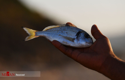 ماهیگیری در تونس
