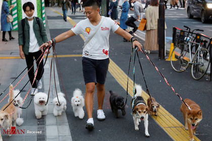 گردش با سگ ها در توکیو