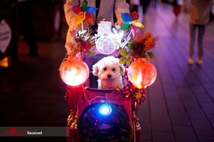 سگی در کالسکه در شانگهای چین
