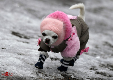 سگ کوچک مشغول گردش در لیونوگورسک