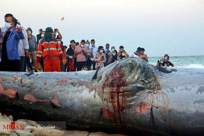 لاشه نهنگ در جزیره کیش
