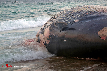 لاشه نهنگ در جزیره کیش
