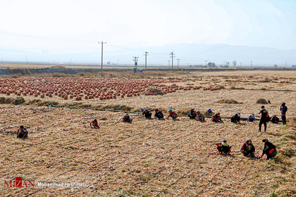 برداشت پیاز از مزارع جوین
